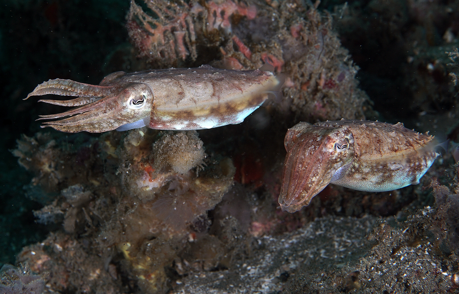 Banda Sea 2018 - DSC05525_rc - Broadclub cuttlefish juv. - Seiche - Sepia latimanus.jpg